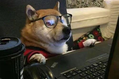 狗狗最新爆料文案搞笑句子,笑料横生的爆料瞬间  第2张